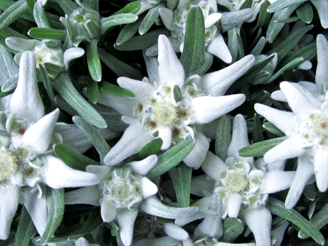Alpine flowering plants representing a botanical extract in the mask