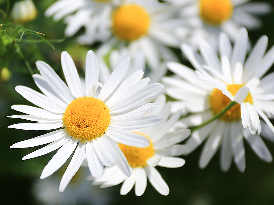 White daisy flowers representing a botanical essence ingredient