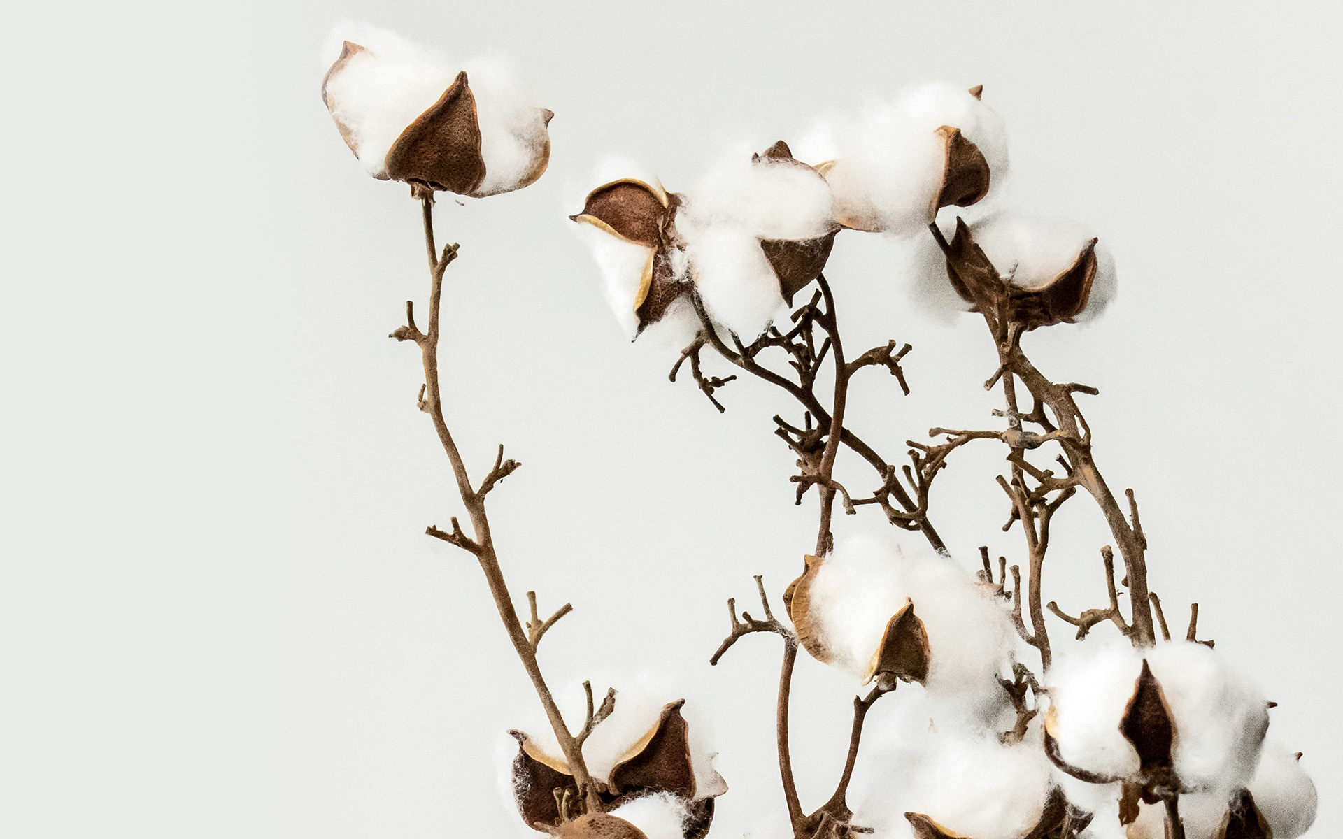 graminton-100% Organic Cotton