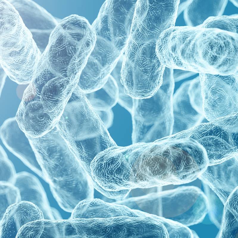 Graminton Ingredients Probiotics (1)