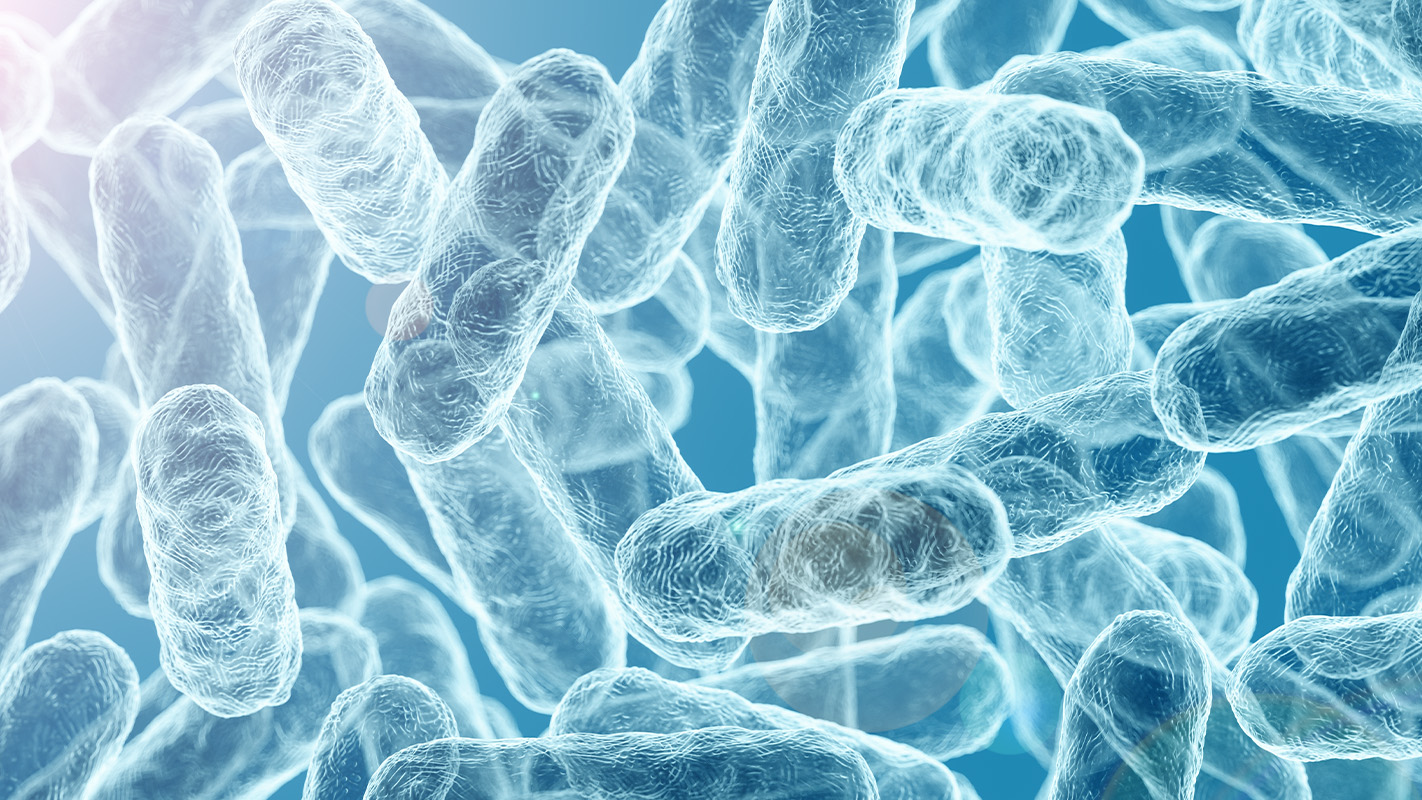 Microscopic view of probiotic bacteria used in the formulation