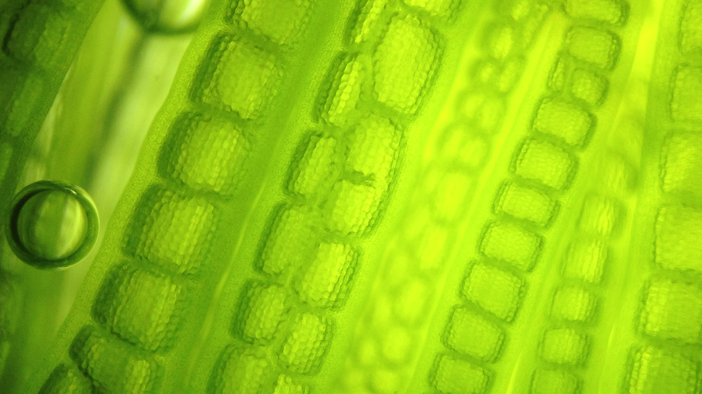 Microscopic plant cells representing plant-derived hyaluronic acid