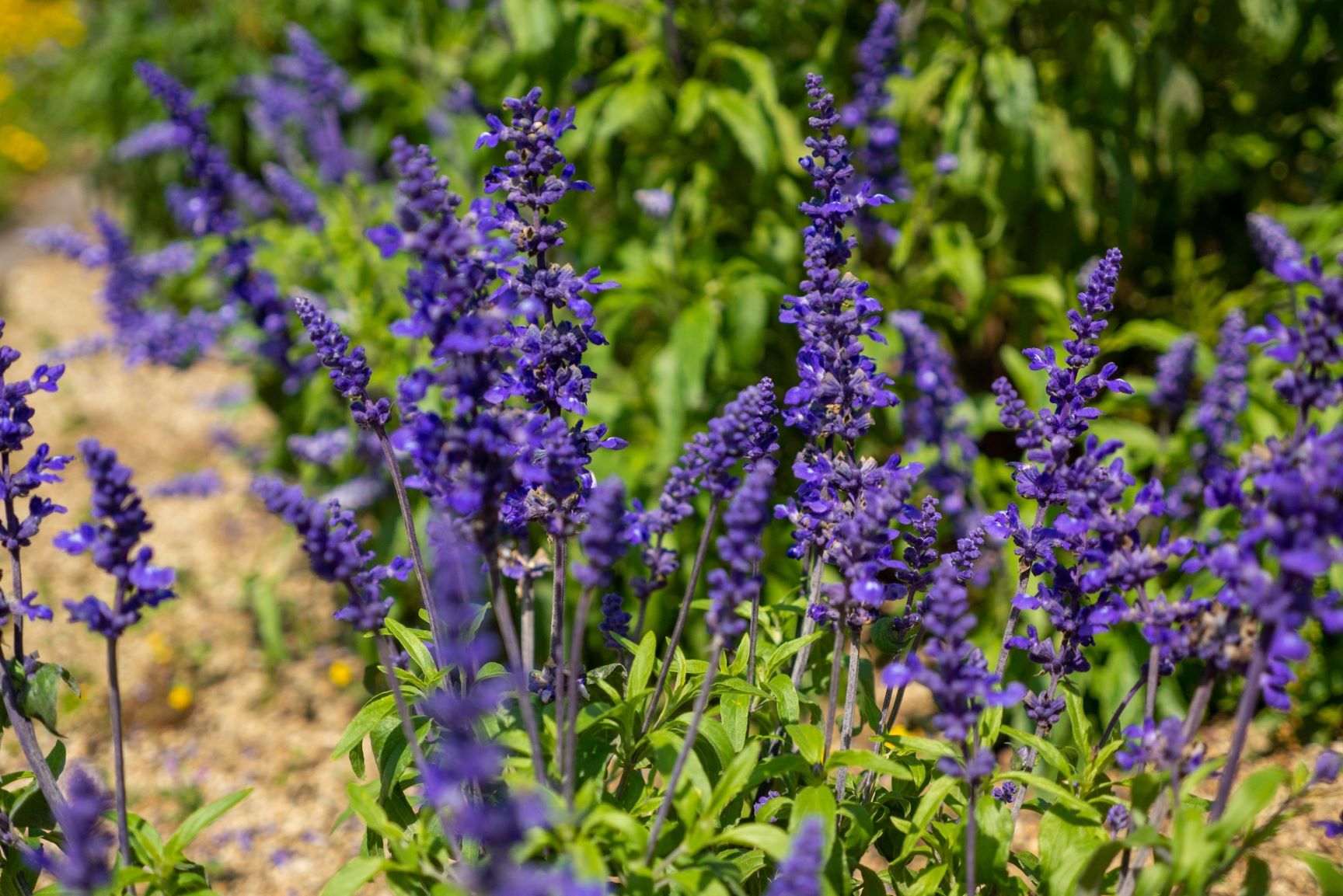Lavender field representing the botanical extract in the repairing mask